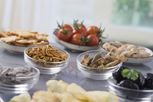 Ricette a base di Insetti tutte le località del mondo