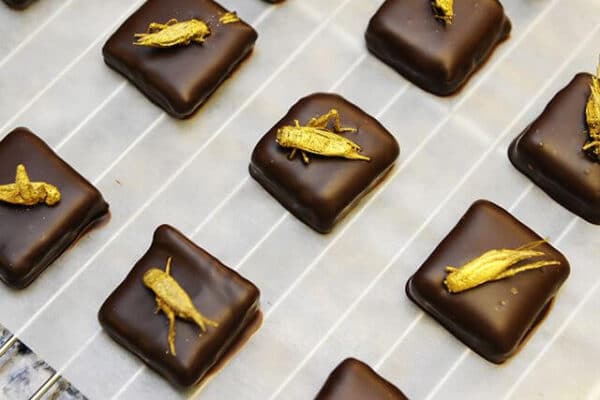 Ricette dolci a base di cavallette