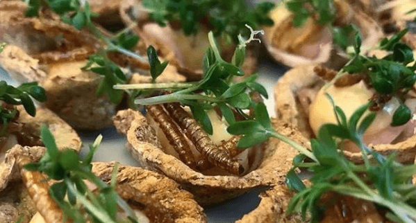 piatti insetti con gusto elenco completo