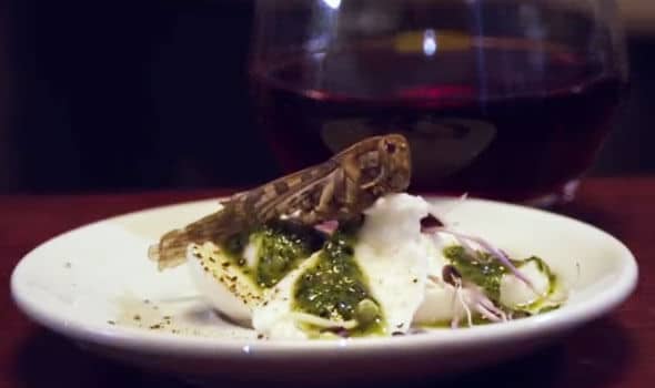 5 Migliori Ristoranti dove mangiare insetti
