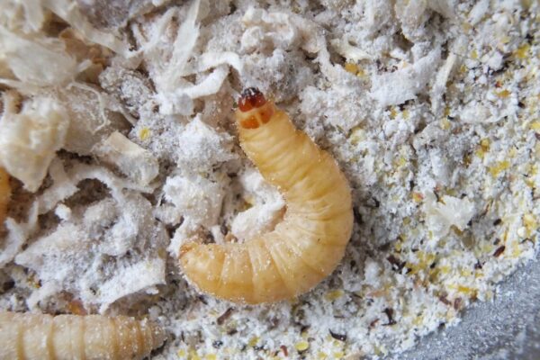 Allevamento Camule del miele come allevare le Camule del miele in Italia