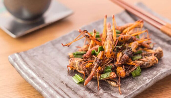 Insetti Commestibili l'elenco completo