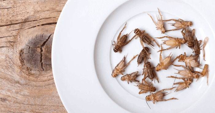 migliori libri sulla cucina a base di insetti commestibili