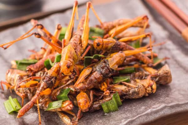 insetti cibo commestibili migliori 1