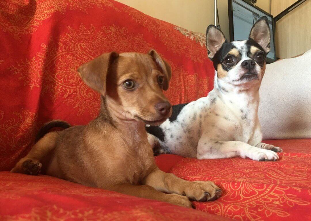 foto del cane Zeus 1