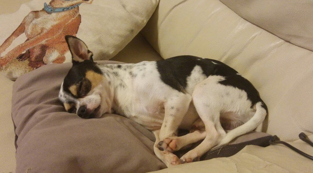 foto del cane Zeus 12