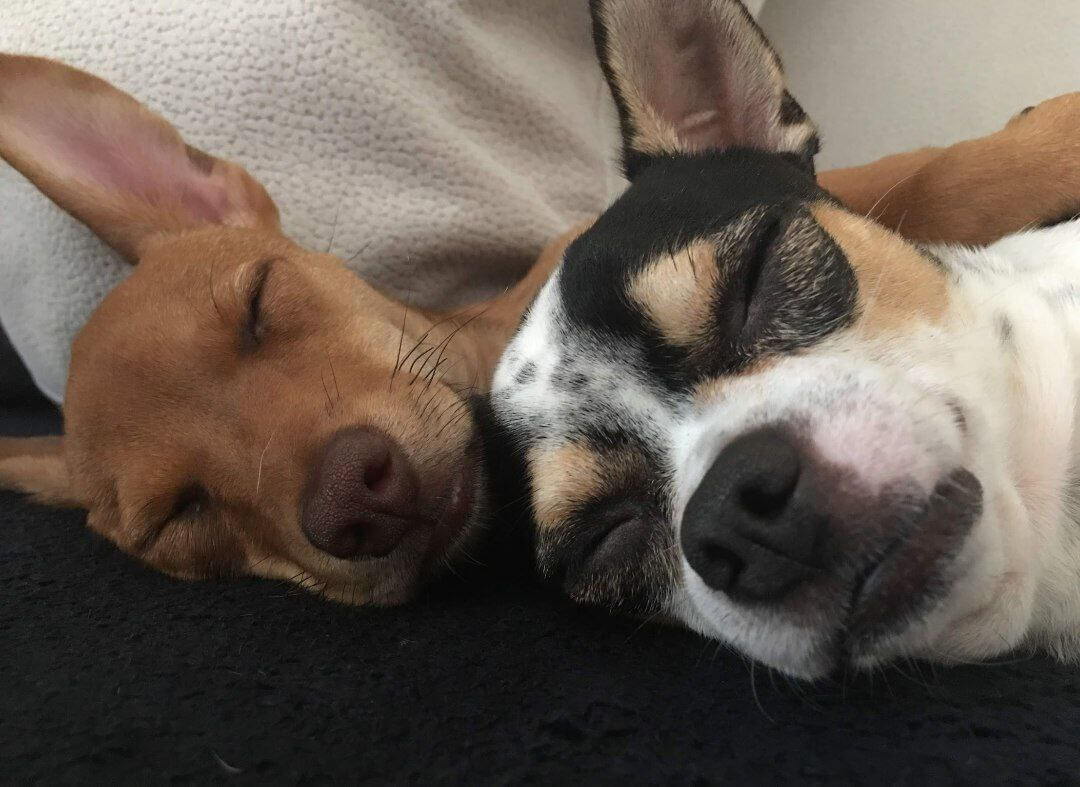 foto del cane Zeus 13