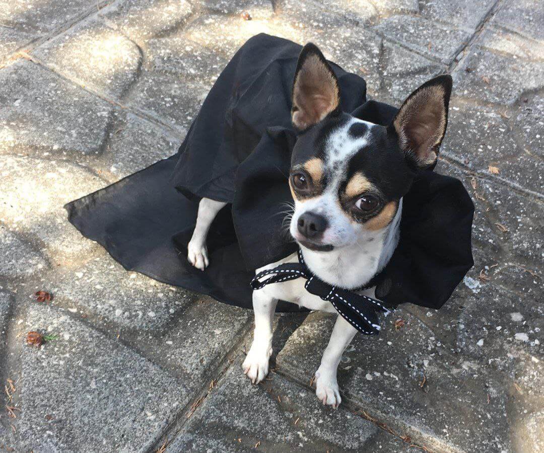 foto del cane Zeus 20