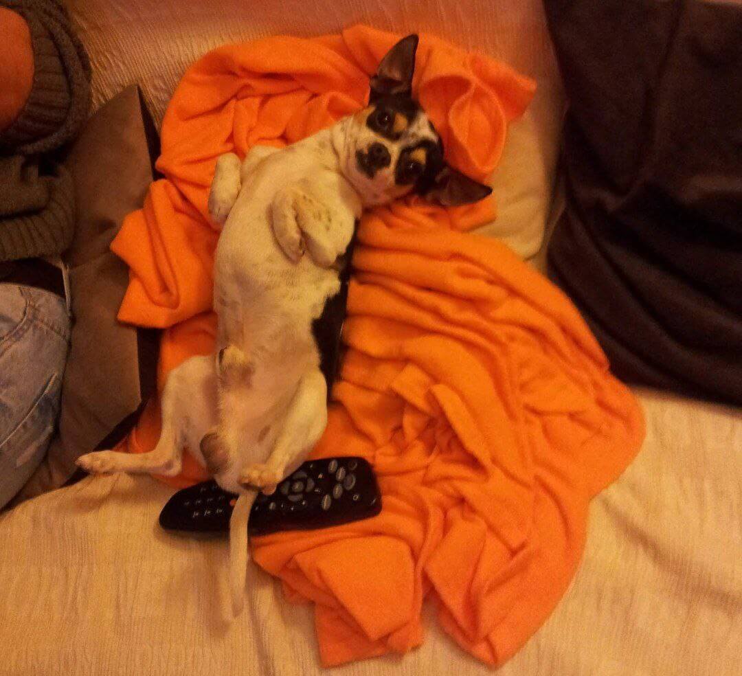 foto del cane Zeus 22