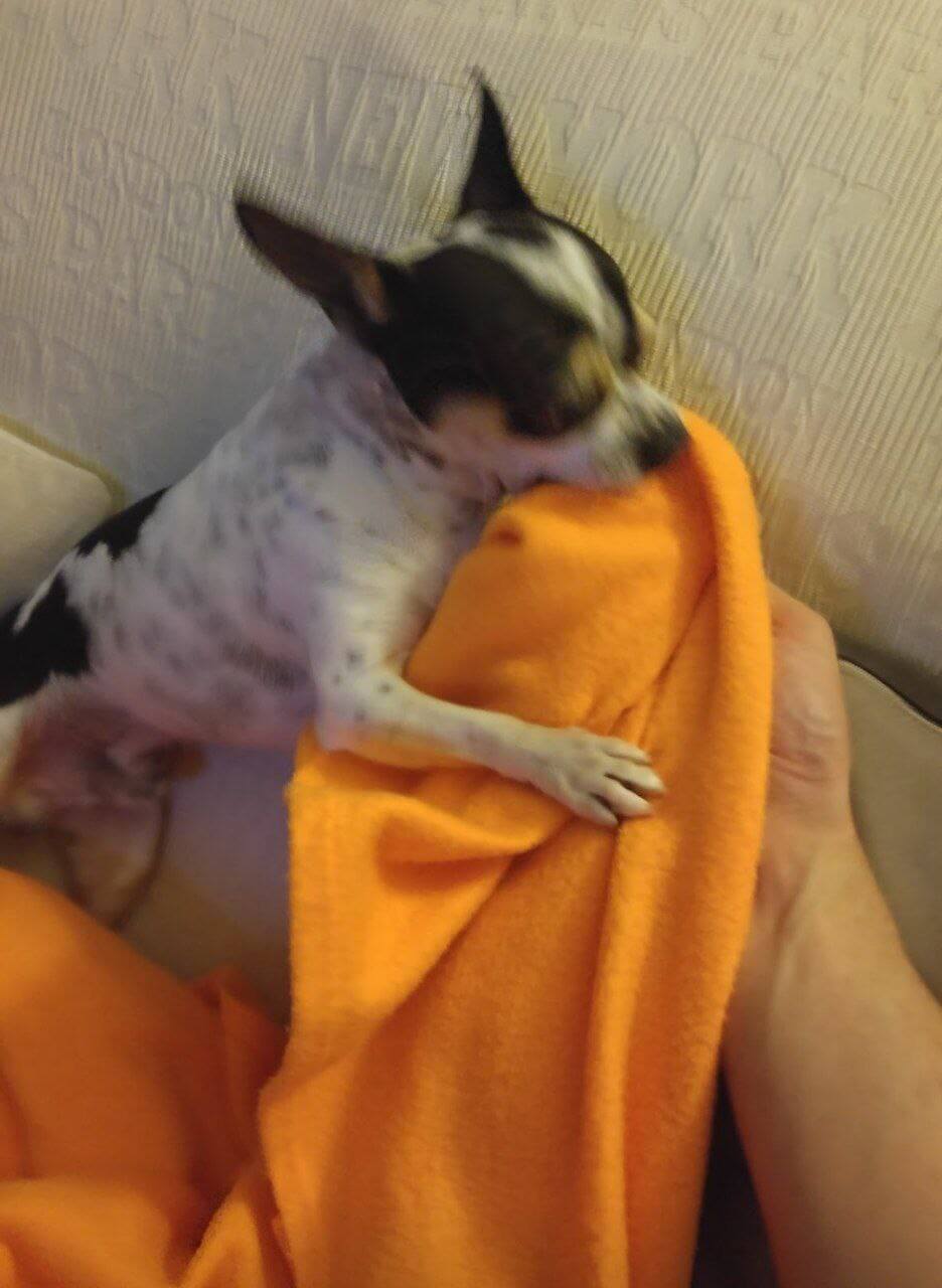 foto del cane Zeus 32