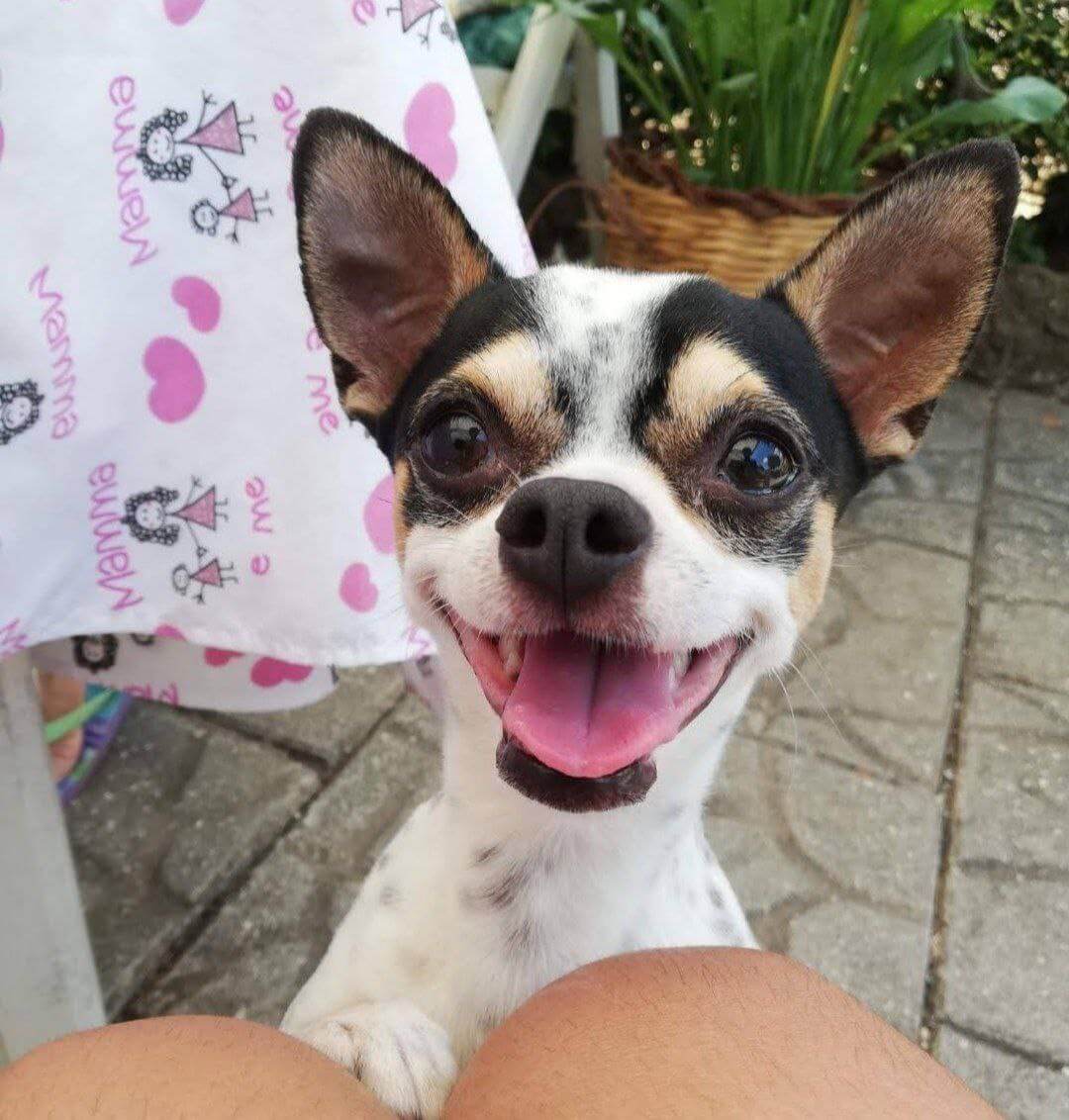 foto del cane Zeus 33