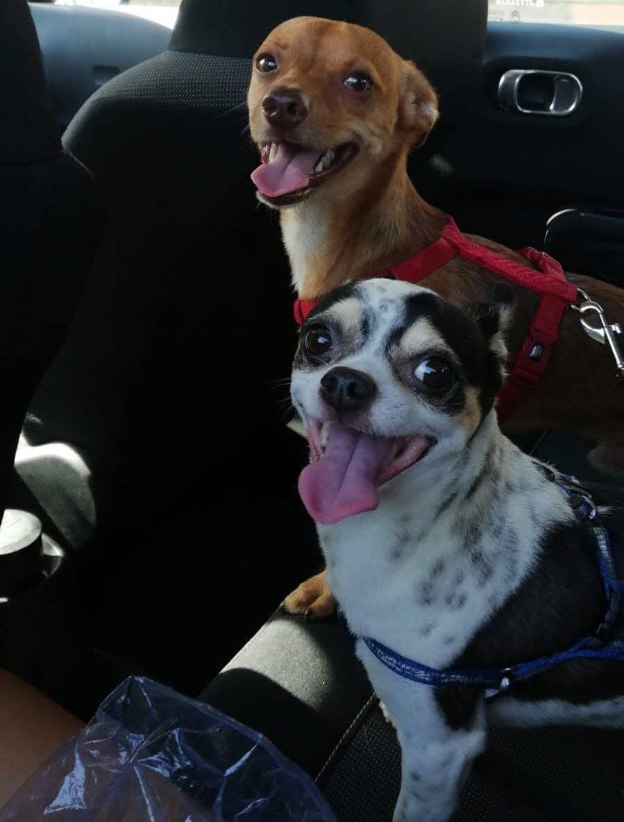 foto del cane Zeus 41