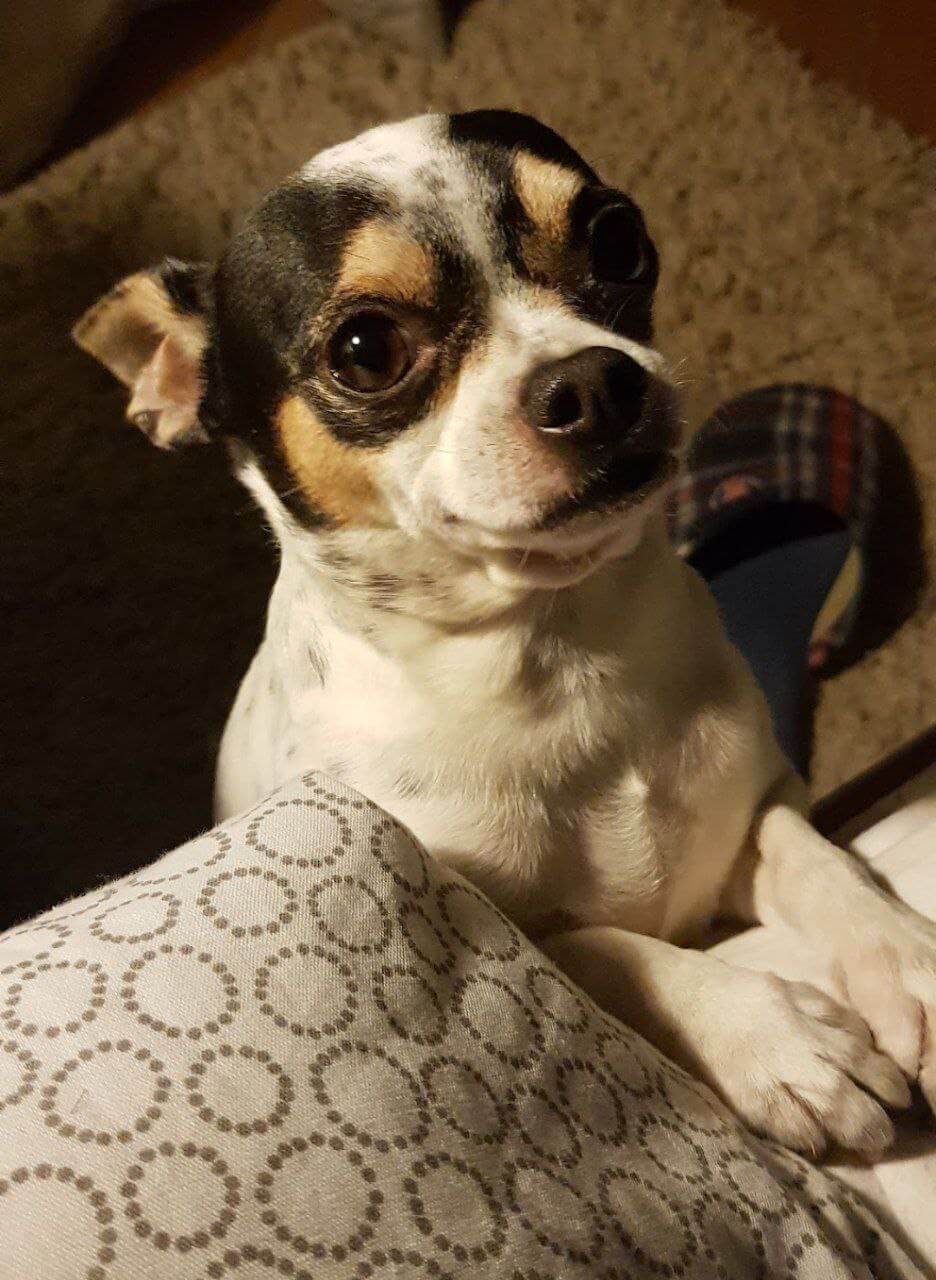 foto del cane Zeus 43