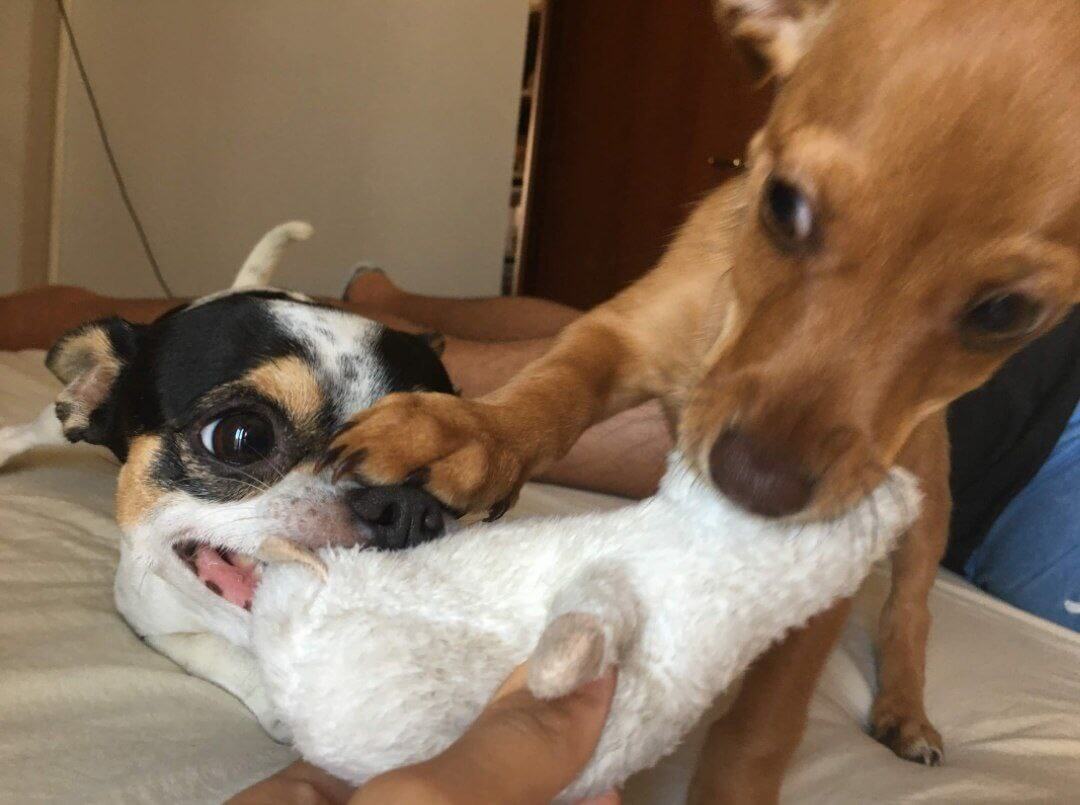 foto del cane Zeus 44