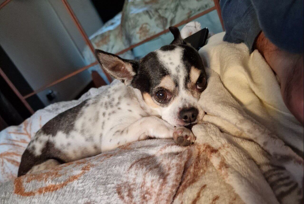 foto di zeus da piccolo 1 1