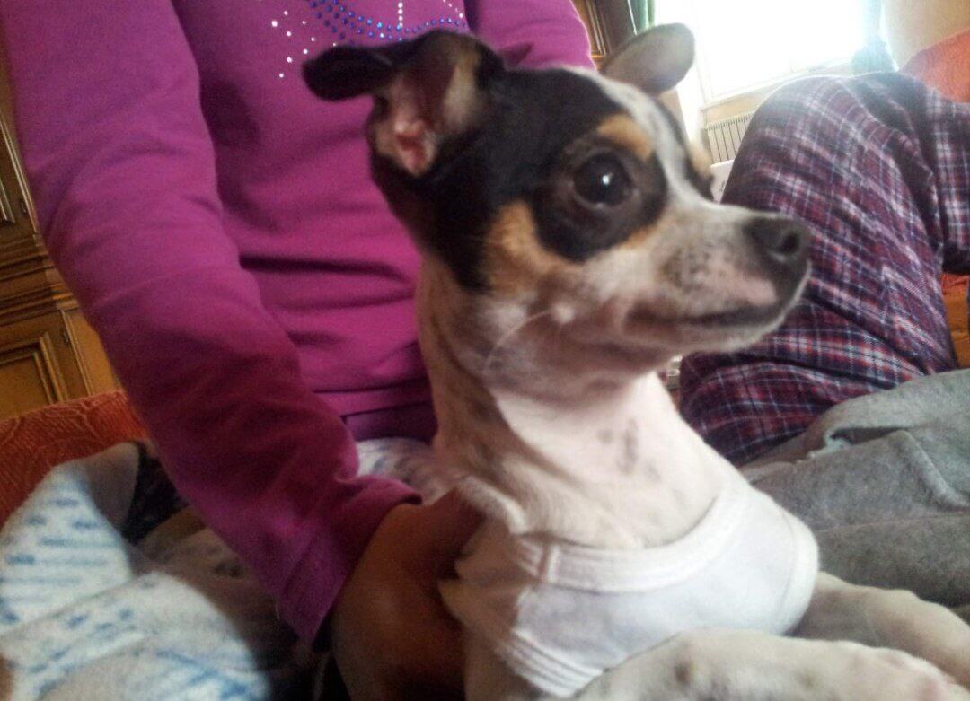 foto di zeus da piccolo 11 1