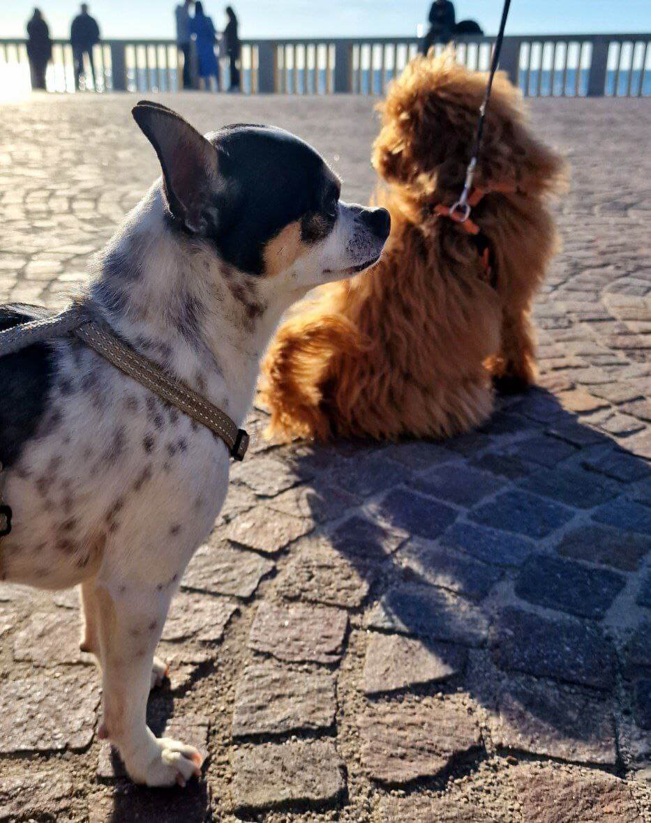 foto di zeus da piccolo 13