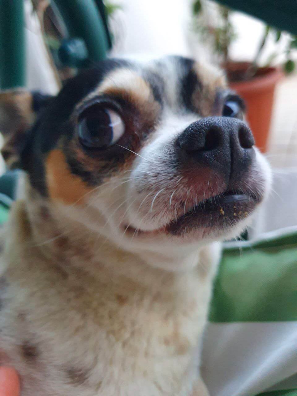 foto di zeus da piccolo 14