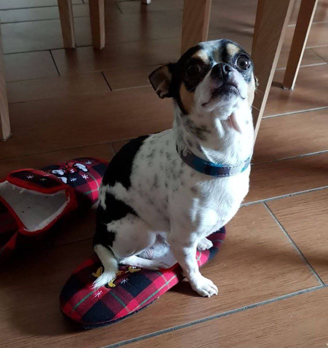 foto di zeus da piccolo 15