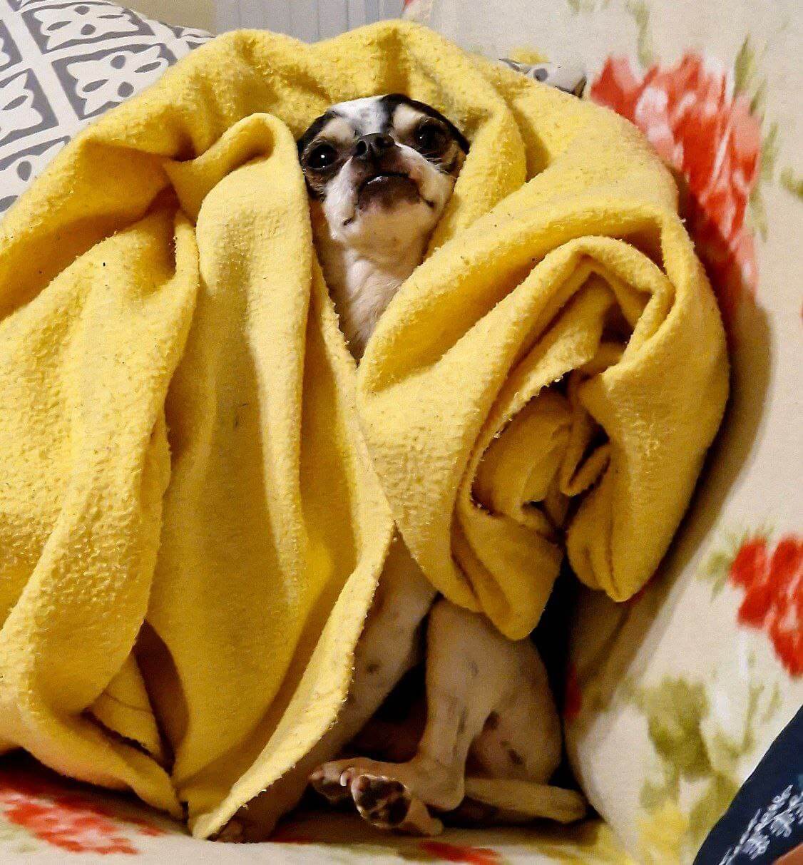 foto di zeus da piccolo 16 1