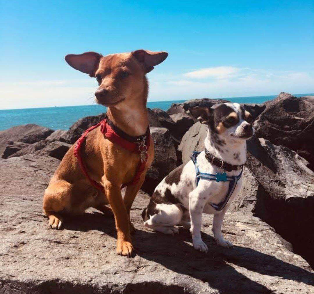 foto di zeus da piccolo 2 1