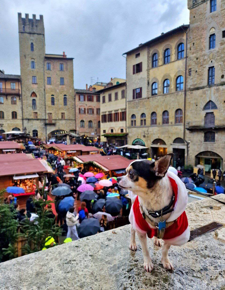 foto di zeus da piccolo 2