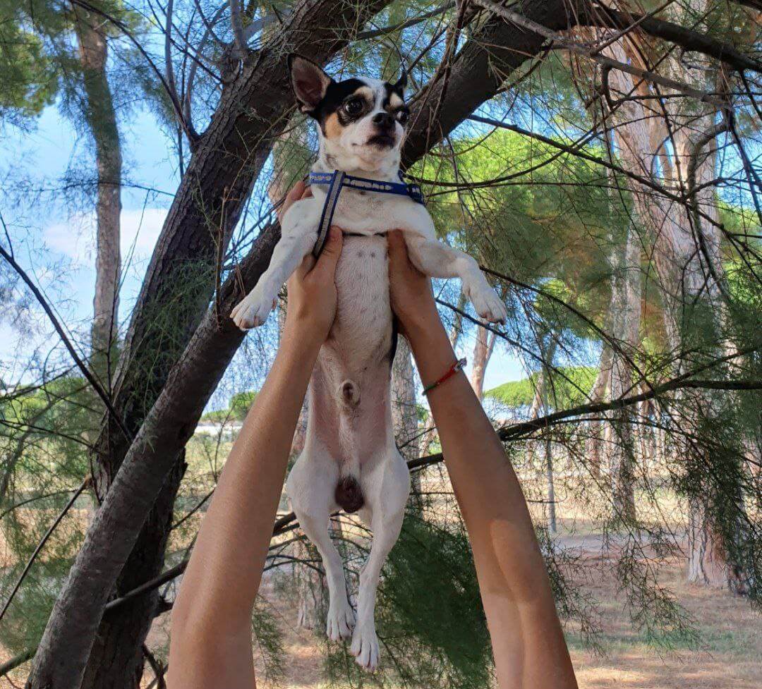 foto di zeus da piccolo 6 1