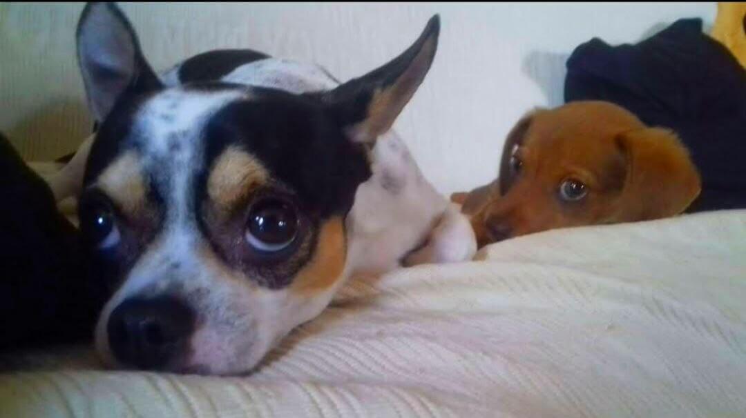 foto di zeus da piccolo 6