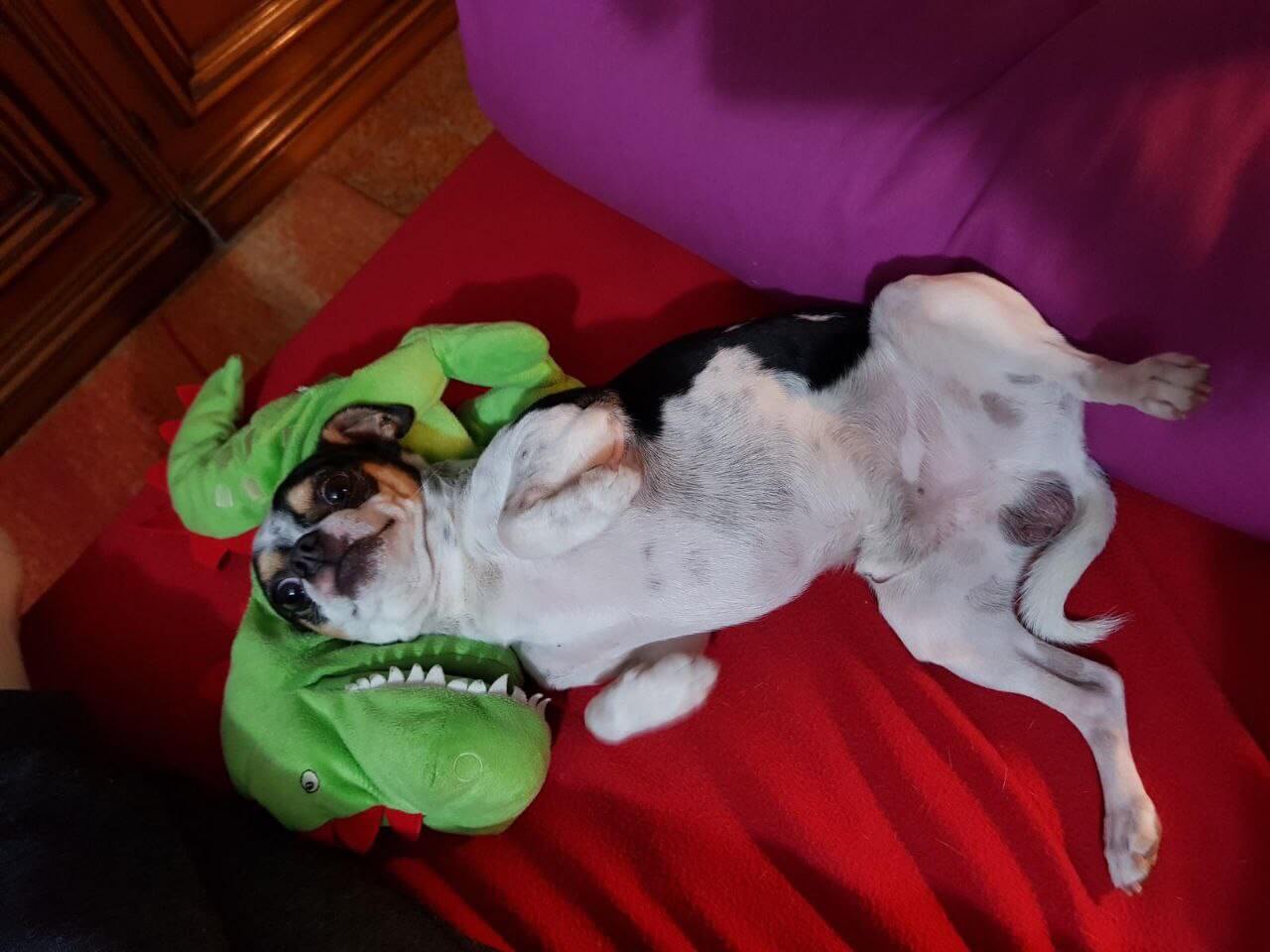 foto di zeus da piccolo 8