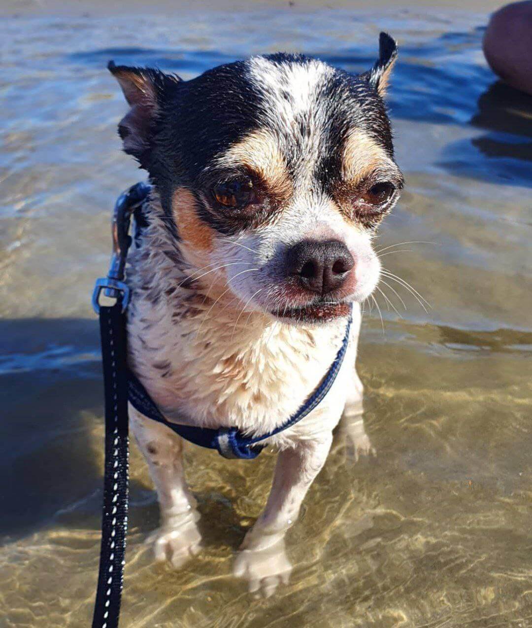 zeus mentre gioca 5 1