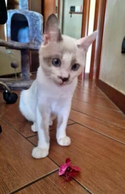 lettera ad hermes (10)