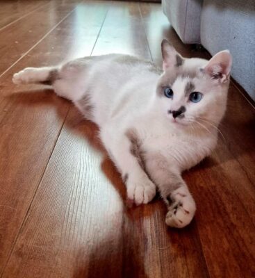 lettera ad hermes (12)