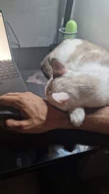 lettera ad hermes (33)