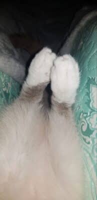 lettera ad hermes (34)