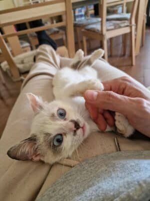 lettera ad hermes (5)